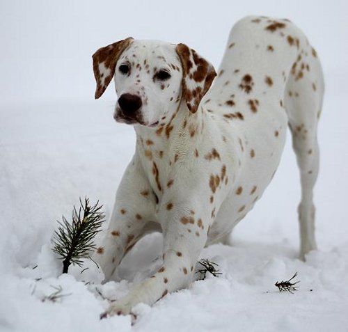Brown Dalmatian Dog Playing In Snow