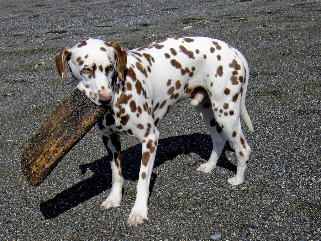 Brown Dalmatian Dog Playing