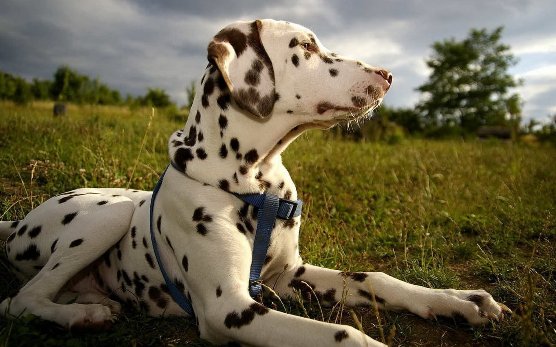 Brown Dalmatian Dog Sitting In Fields
