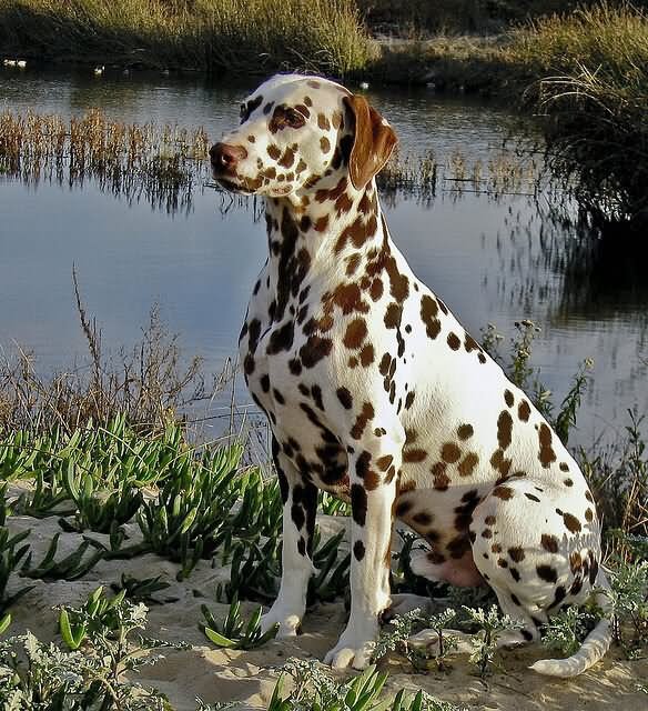 Brown Dalmatian Dog Sitting