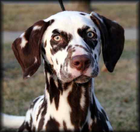 Brown Dalmatian Dog