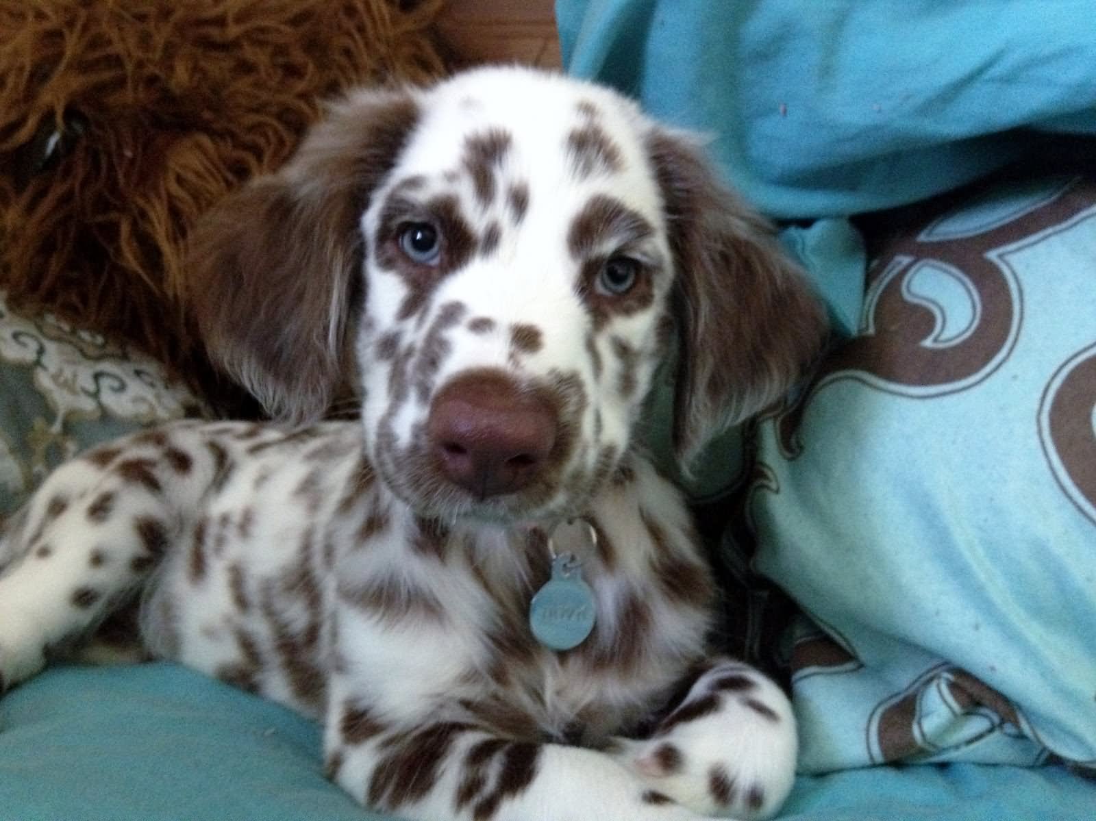 Brown Dalmatian Puppy Sitting On Bed