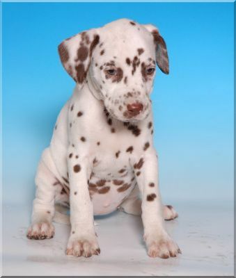 Brown Dalmatian Puppy Sitting Picture