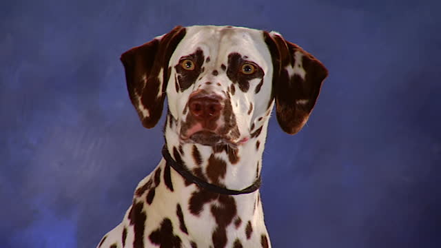 Brown Full Grown Dalmatian Dog Face Picture