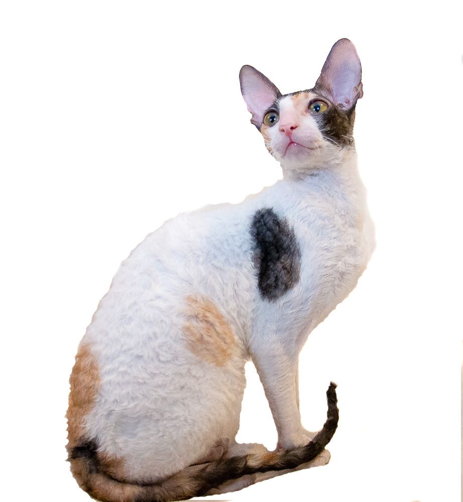 Why Is Cornish Rex Kittens In Texas Considered Underrated Cornish 