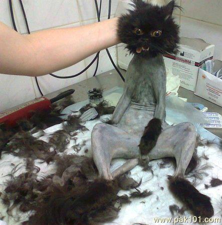 Cat Shaved Funny Picture