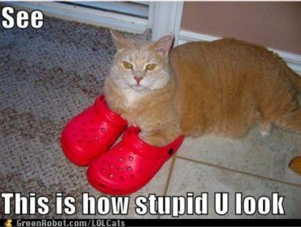 Cat With Red Shoes Funny Picture