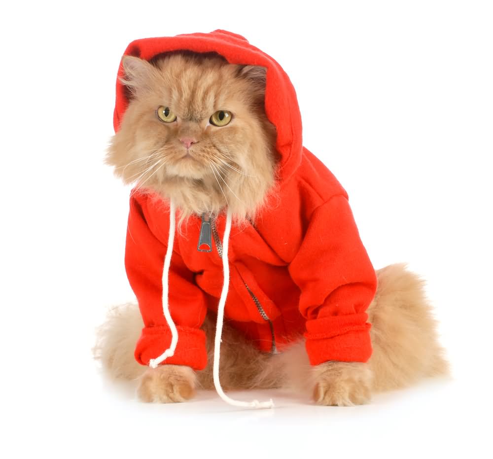 Cat With Red Sweatshirt Funny Picture