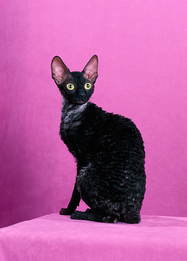 Cornish Rex Black Cat Sitting In Pink Room