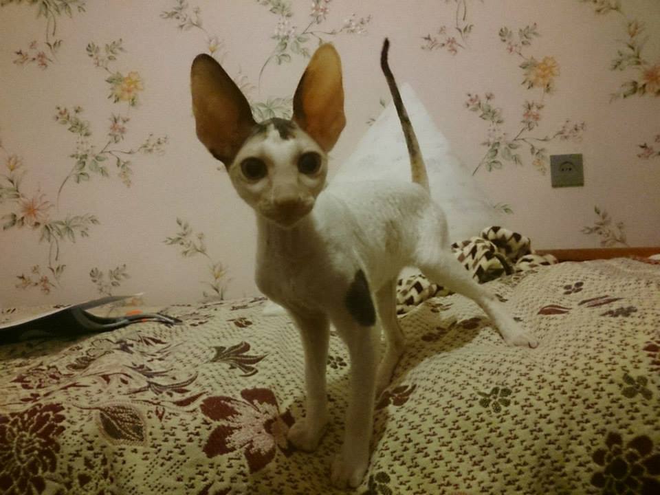 Cornish Rex Kitten Standing On Bed