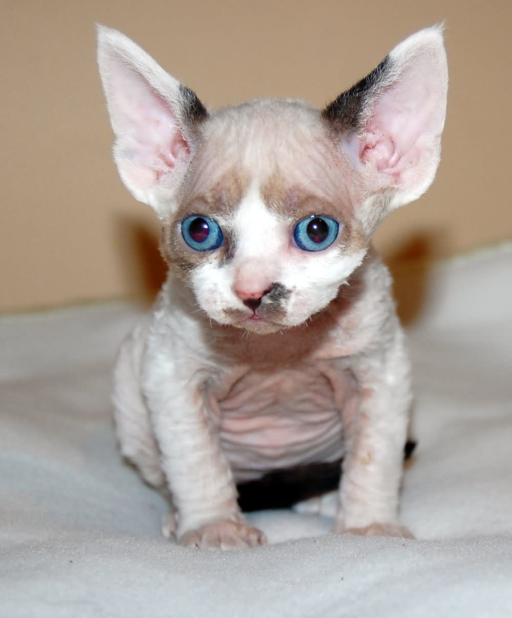 Cornish Rex Kitten With Blue Eyes