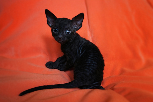 Cute Black Cornish Rex Kitten Sitting On Bed
