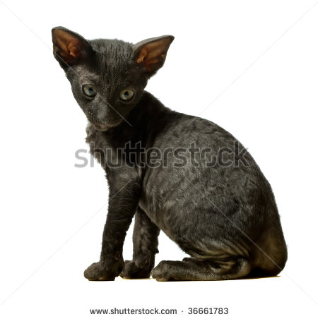 Cute Black Cornish Rex Kitten