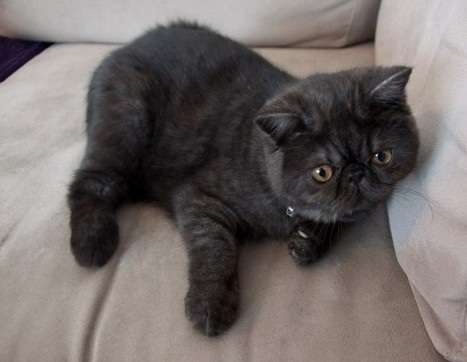 Cute Black Cymric Cat Kitten Sitting On Sofa