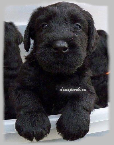 Cute Black Giant Schnauzer Puppy