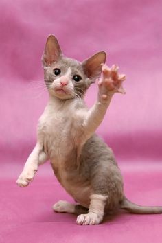 Cute Cornish Rex Kitten