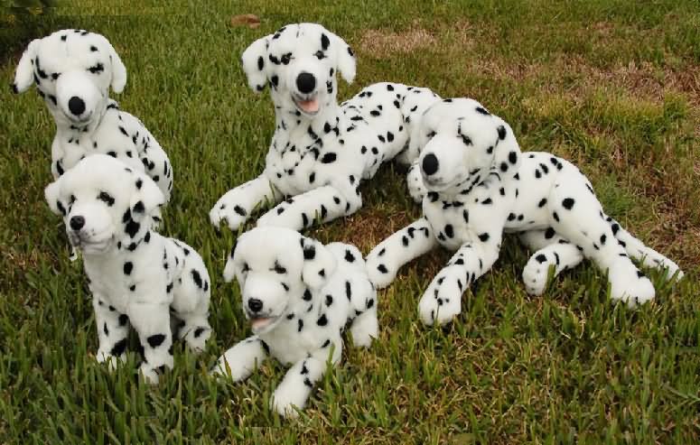 Cute Dalmatian Puppies Sitting
