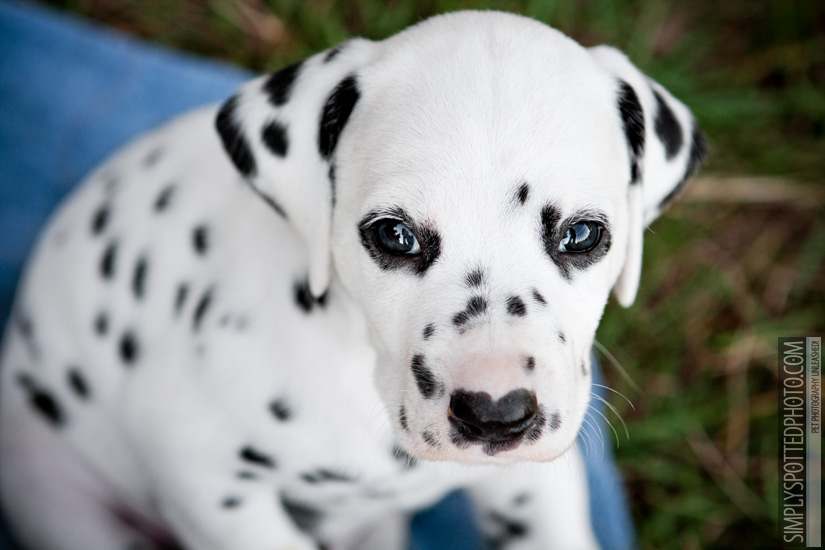 Cute Dalmatian Puppy Face Picture