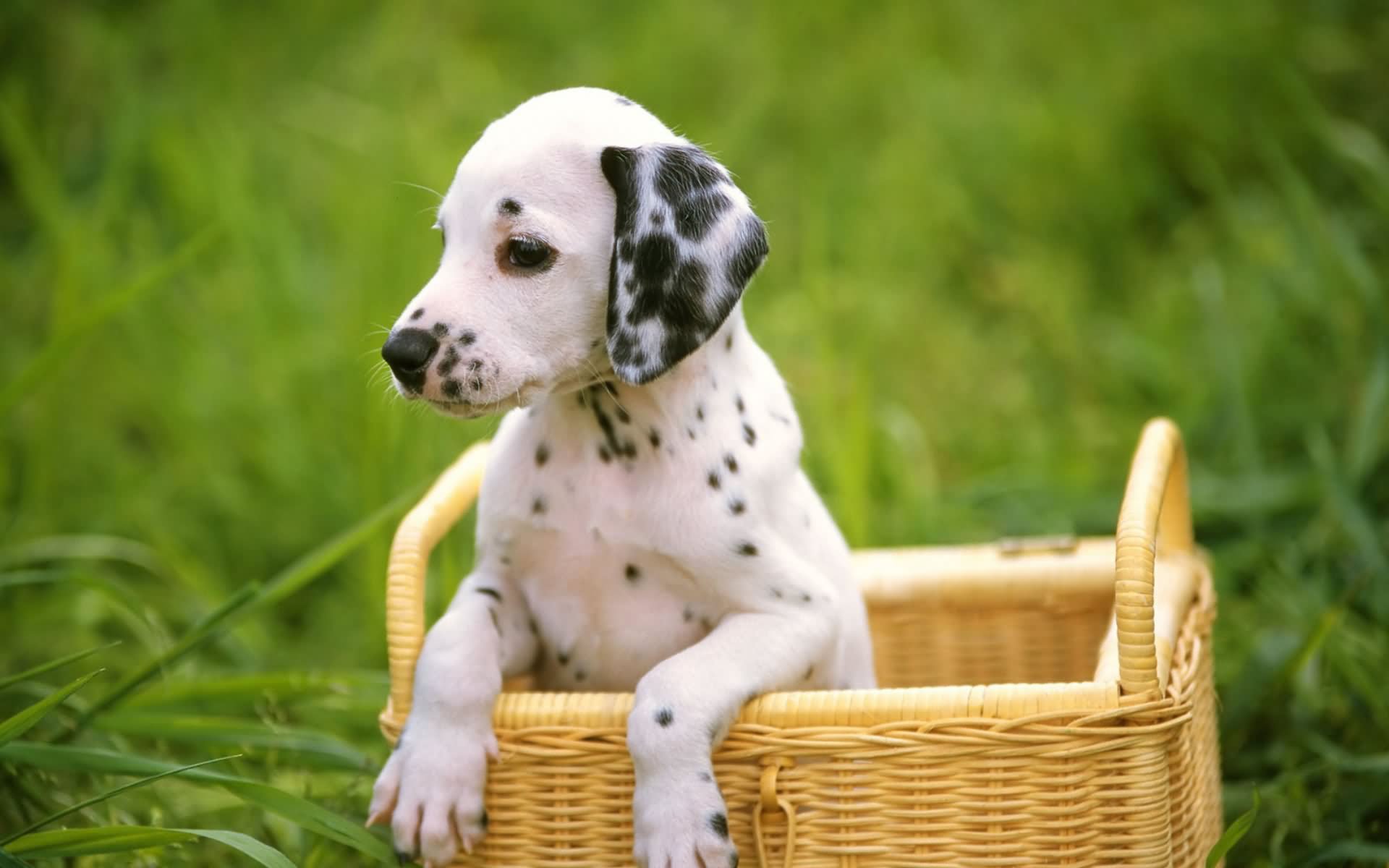 Cute Dalmatian Puppy In Basket HD Wallpaper