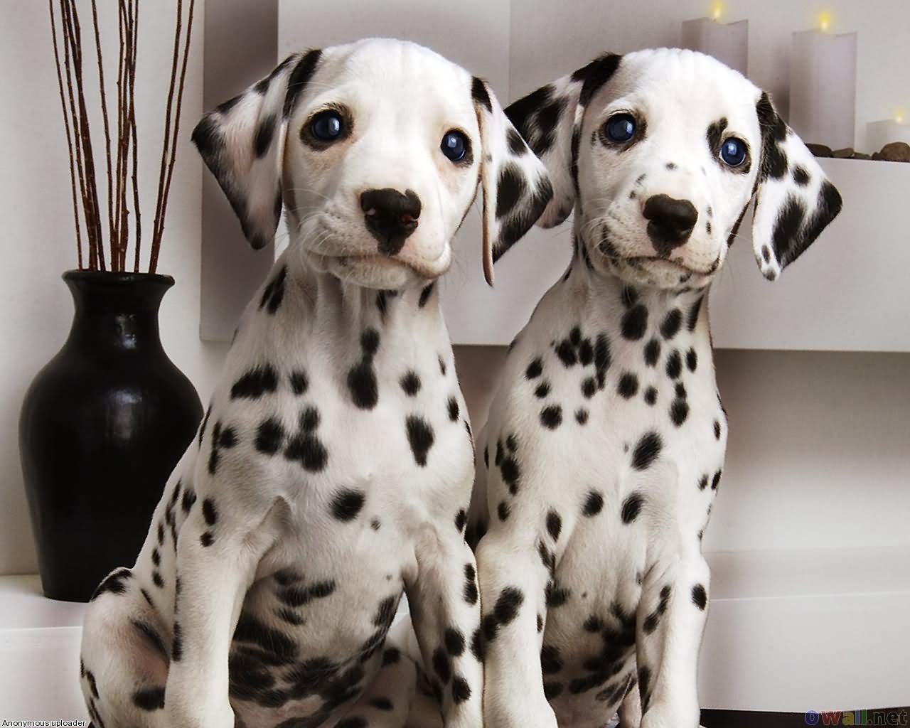 Cute Dalmatian Puppies Couple