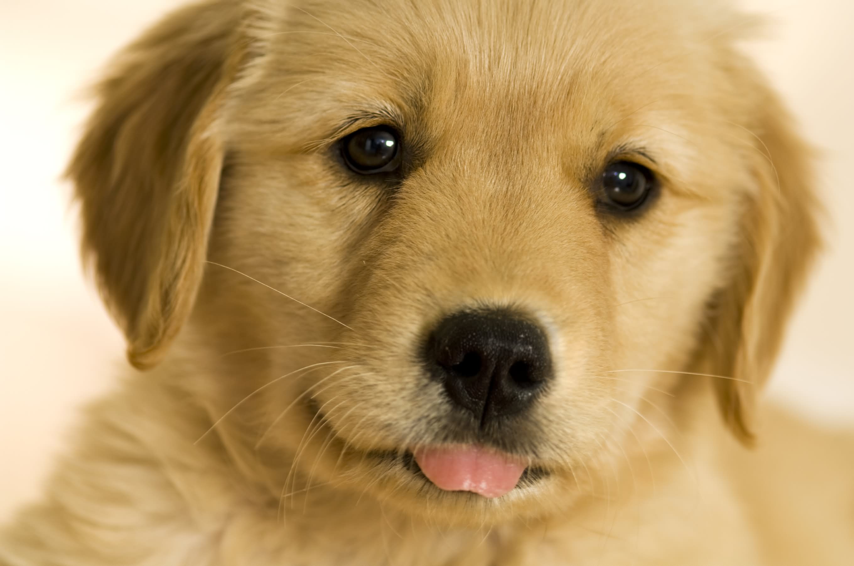 Cute Golden Retriever Puppy Face