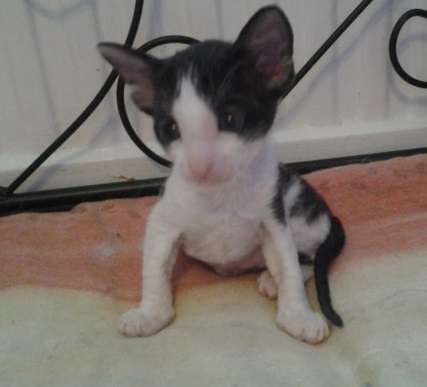 Cute Little Black And White Cornish Rex Kitten Sitting