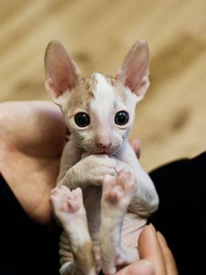 Cute Little Cornish Rex Kitten In Hand