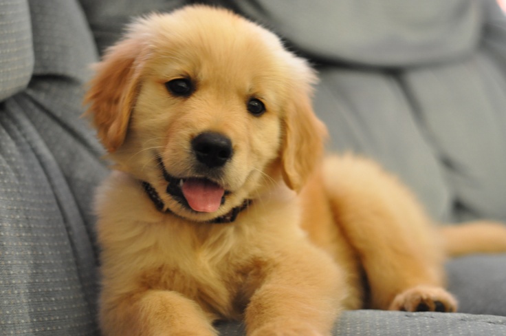 Cute Little Golden Retriever Puppy Sitting