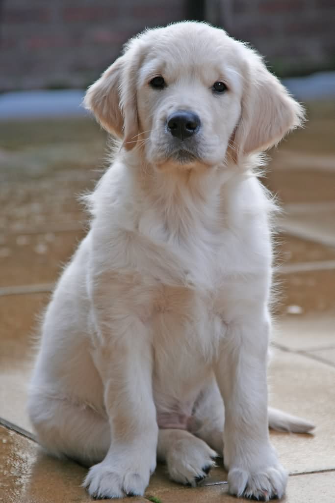 50+ Most Stunning White Golden Retriever Photos And Images