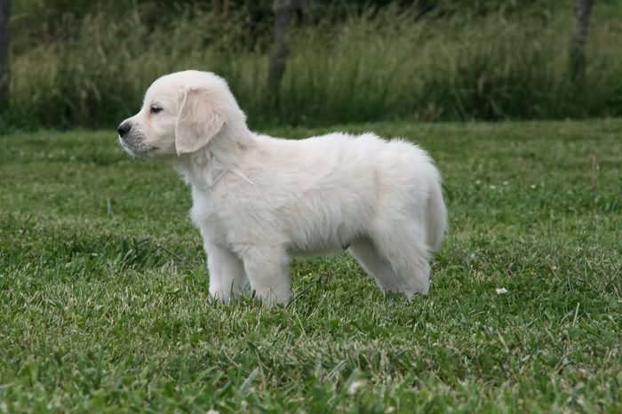 Cute Little White Golden Retriever Puppy