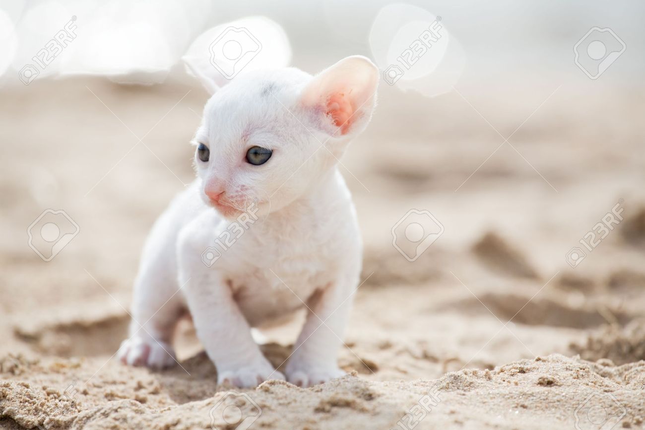 Cute Miniature White Cornish Rex Kitten On Sand