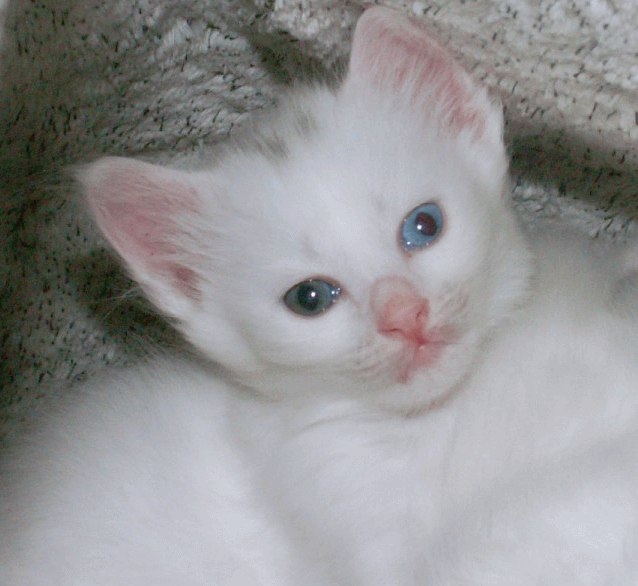 Cute Miniature White Turkish Angora Kitten