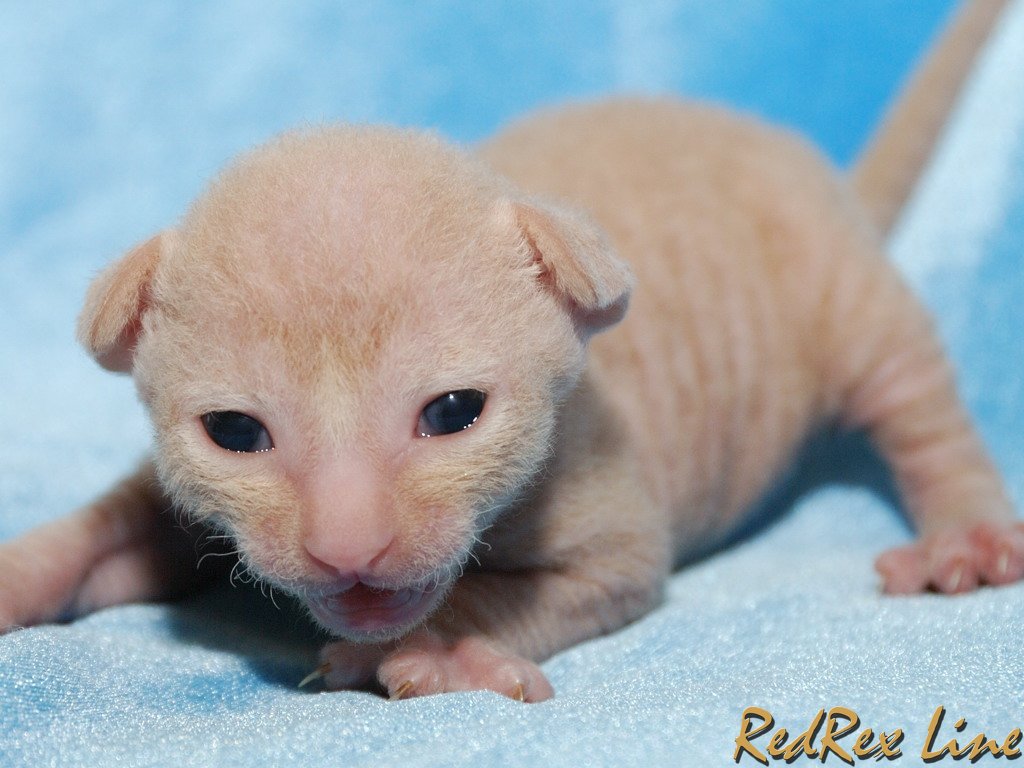 Cute New Born Cornish Rex Kitten