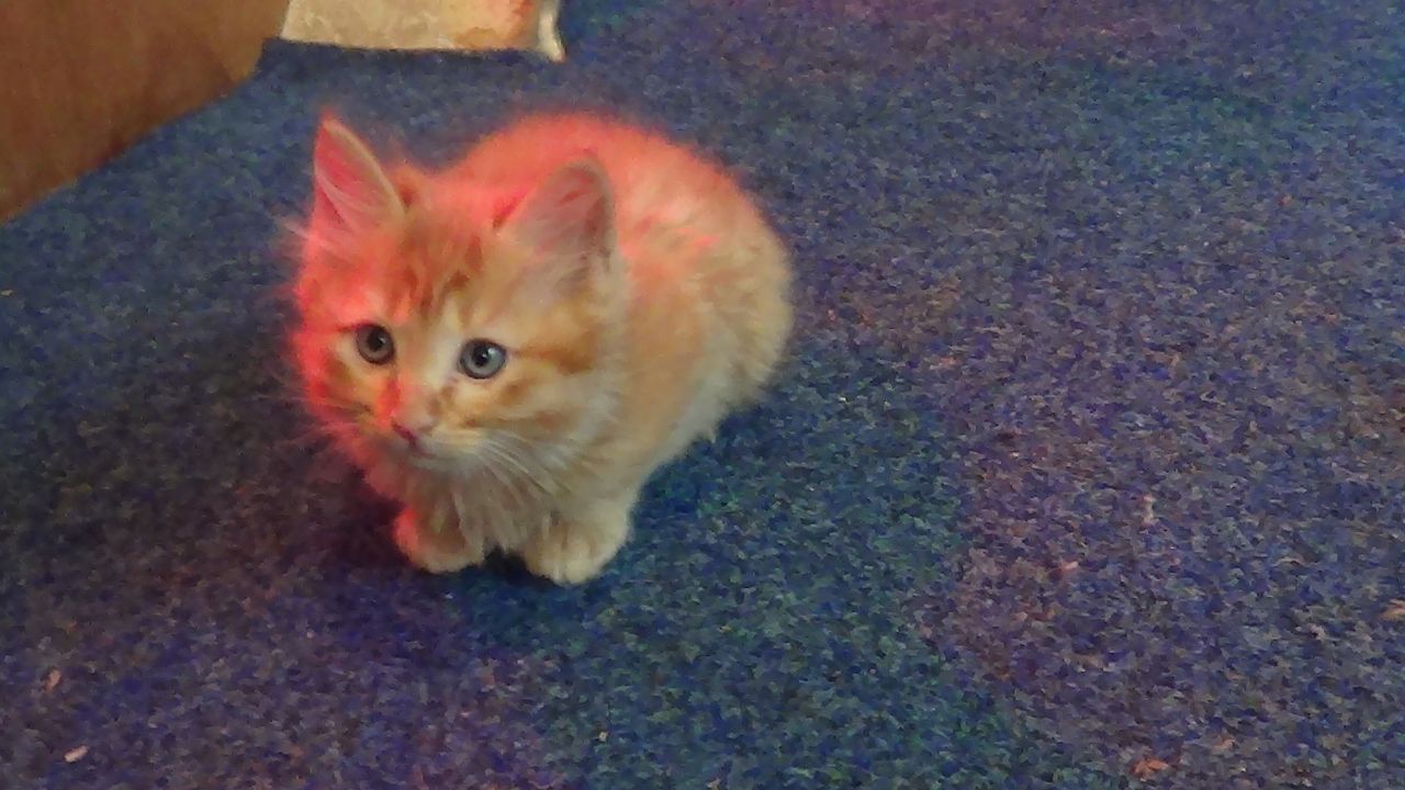 Cute Orange Fluffy Turkish Angora Kitten Sitting