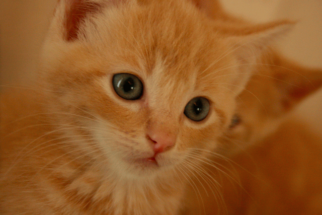 Cute Orange Turkish Angora Kitten