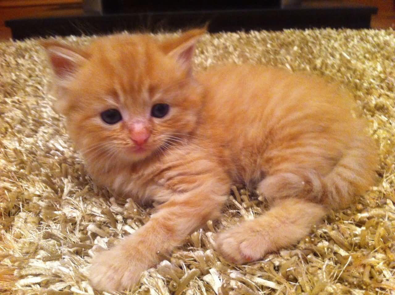 Cute Orange Turkish Angora Kitten Laying