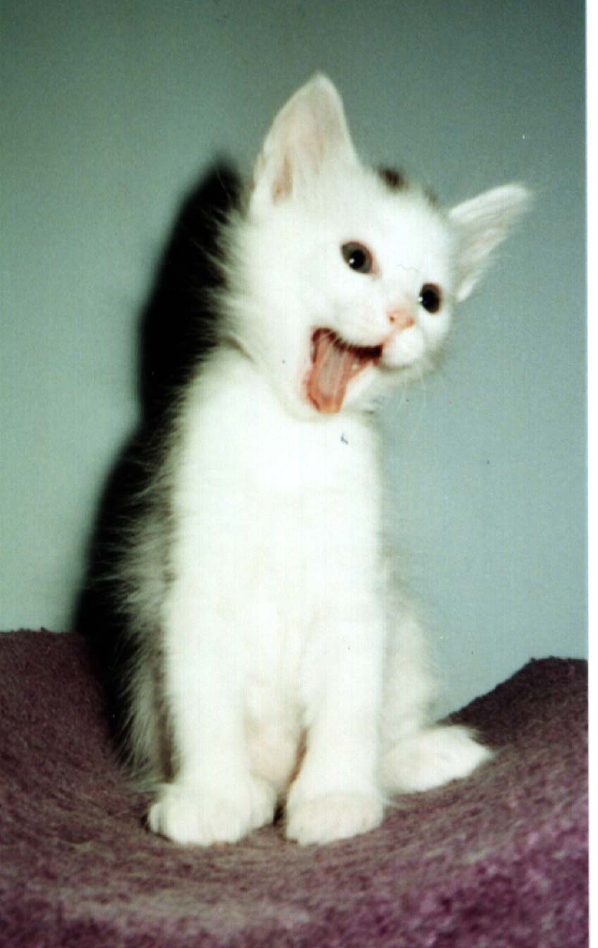 Cute Turkish Angora Kitten Face