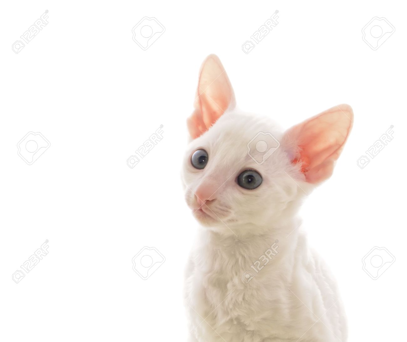 Cute White Cornish Rex Kitten Face