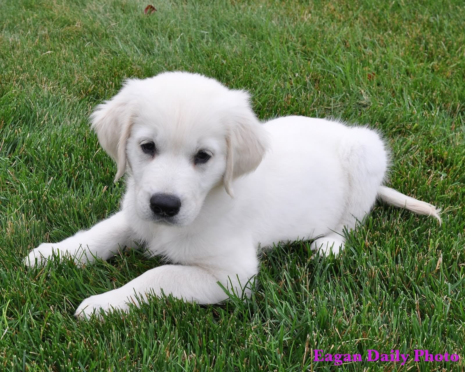 Cute White Golden Retriever Puppy Sitting On Grass