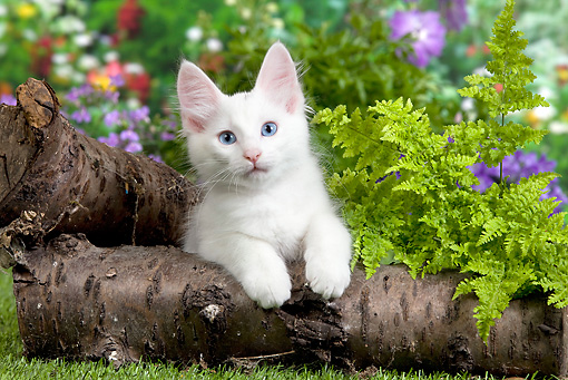 Cute White Turkish Angora Kitten In Garden