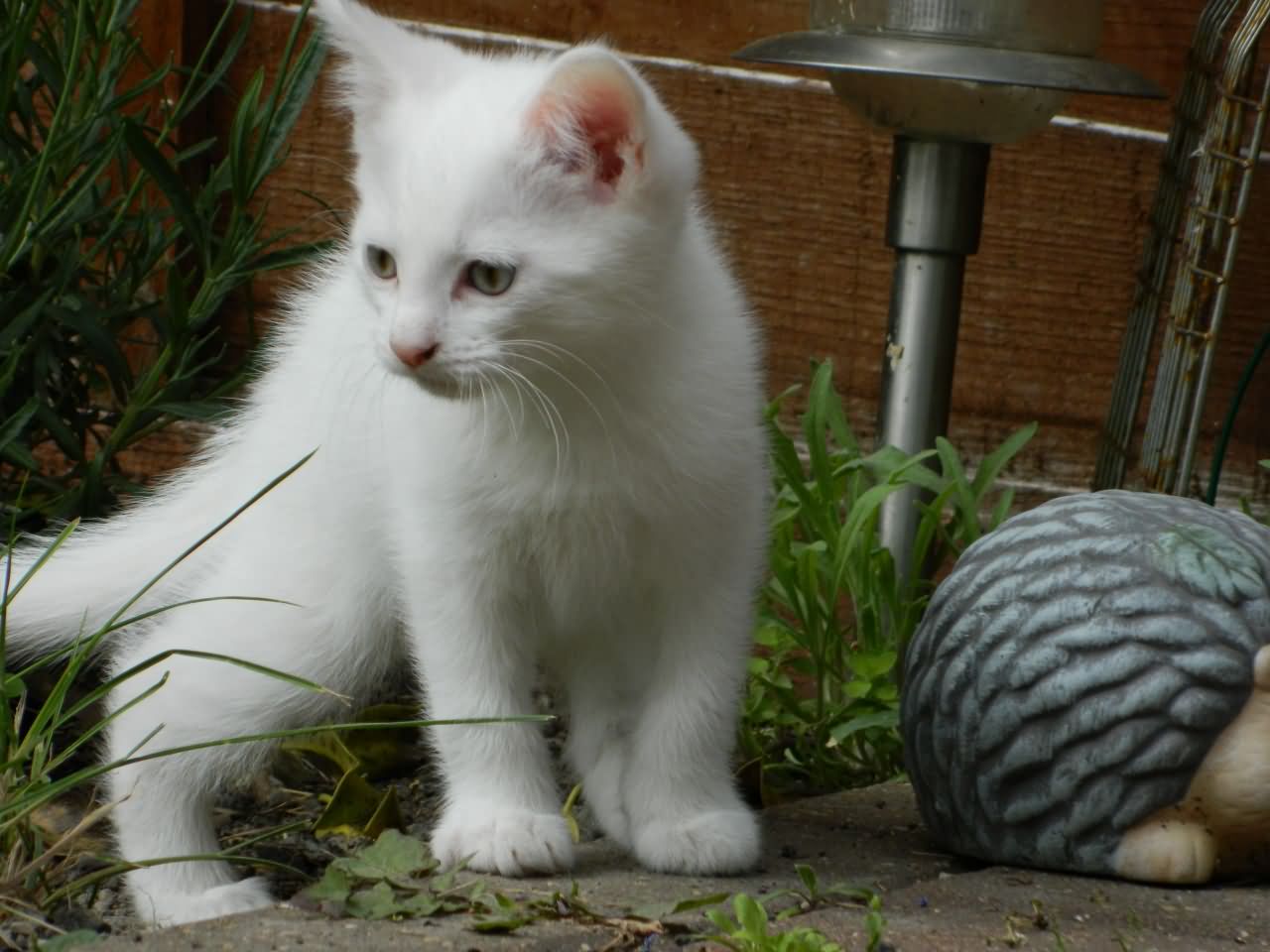 Cute White Turkish Angora Kitten Outside