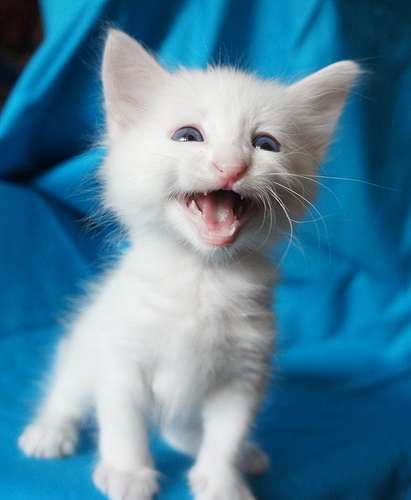 Cute White Turkish Angora Kitten