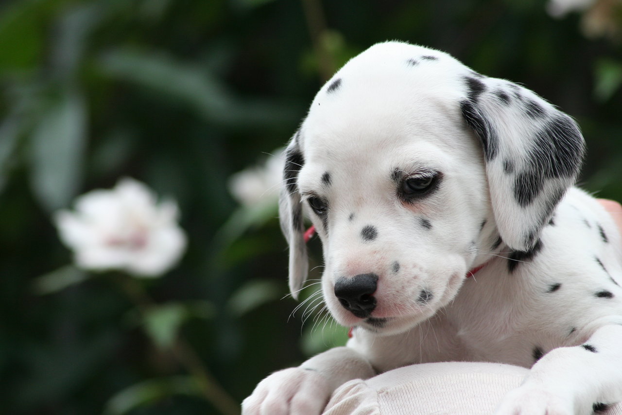 Dalmatian Cute Puppy Picture