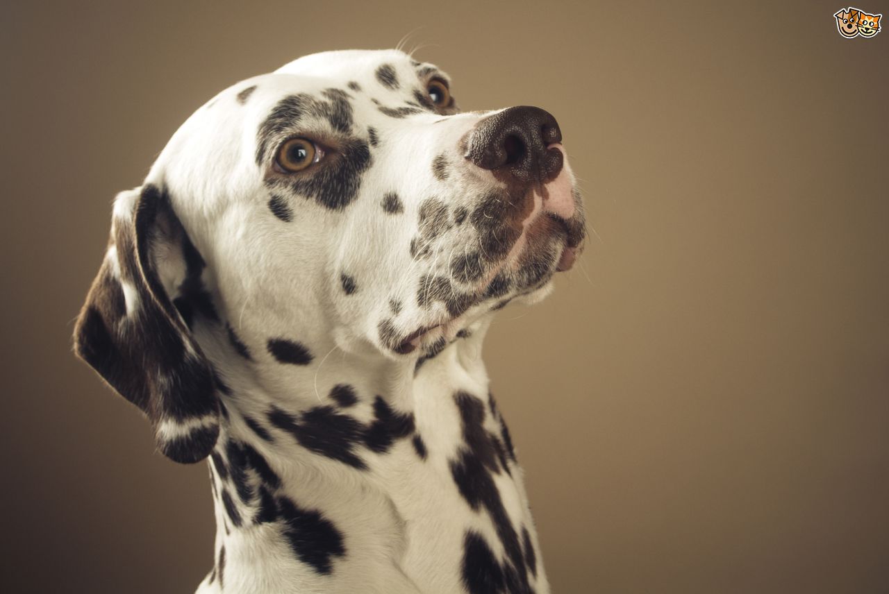 Dalmatian Dog Face Picture