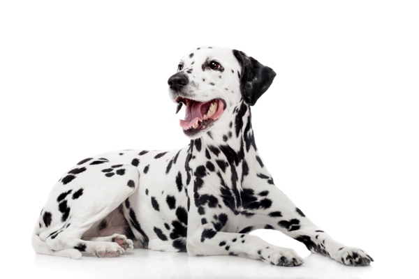 25 Most Awesome Dalmatian Dog Pictures And Images