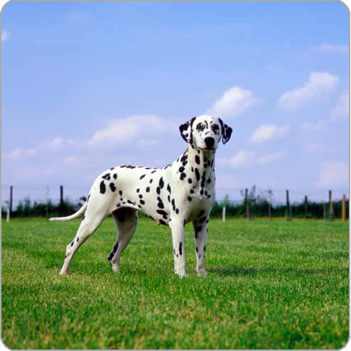 Dalmatian Dog Standing In Garden
