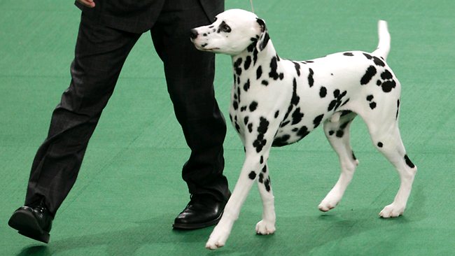 Dalmatian Dog Walking