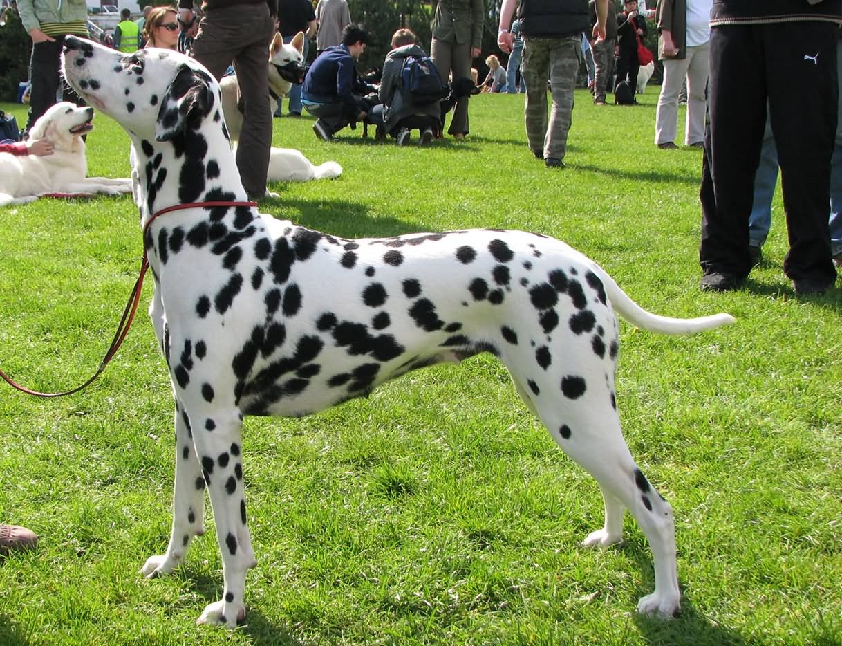 Dalmatian In Dog Show Picture