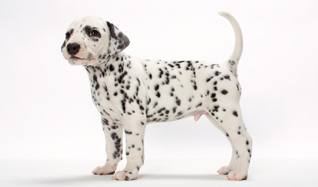 Dalmatian Male Puppy Standing