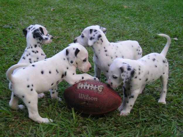Dalmatian Puppies Playing With Rugbee Ball Picture